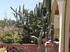 cactus garden wallpaper